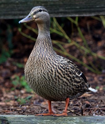 female mallard
