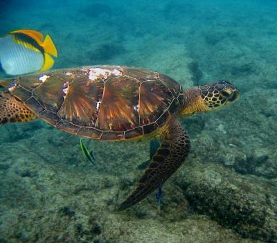 snorkeling 3