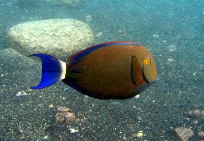 snorkeling 4