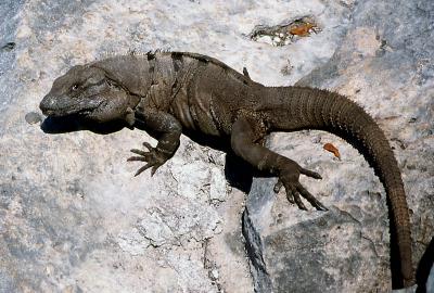 Iguana