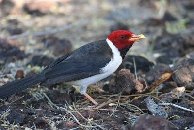 cardinal