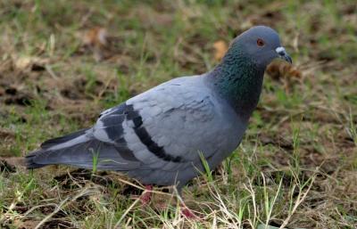pigeon