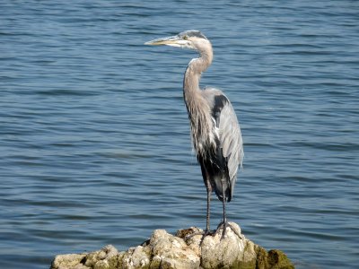 Heron at Puddingstone Lake 2009-07-27