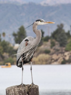 Heron at Puddingstone 2010-01-15