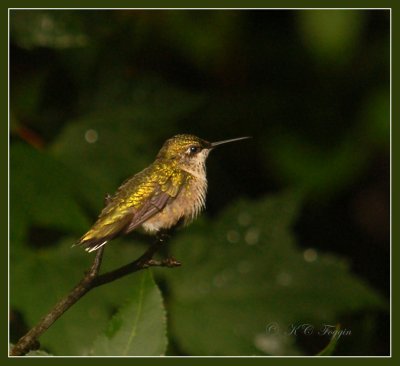 081308 Ruby-throated Hummingbird
