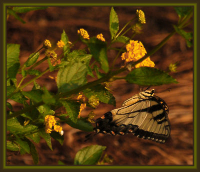 081008 Easter Tiger Swallowtail - A Different Angle