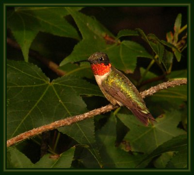 Adult Male Ruby-throated Hummingbird