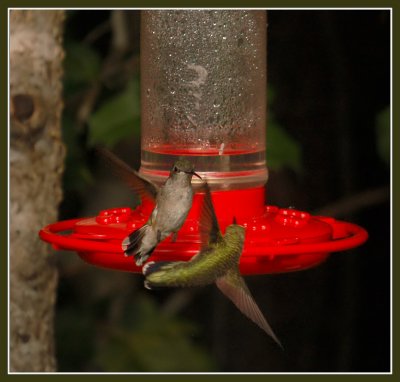 090108  Sparring Hummers