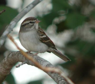122605sparrow2a.jpg