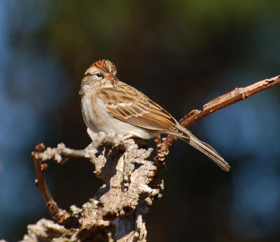 020506chippingsparrow1a.jpg