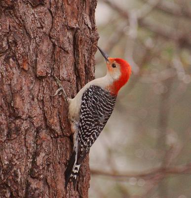 Male Red-bellied Woodpecker