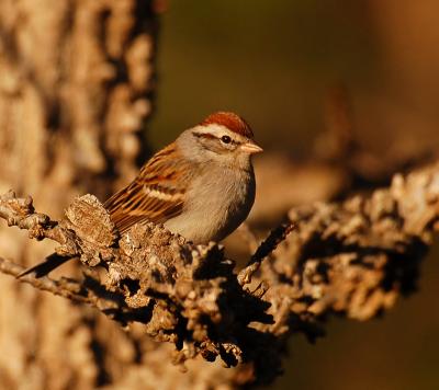 021506 Chipping Sparrow1a.jpg