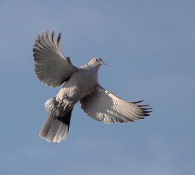 021606  Eurasian Collared Dove