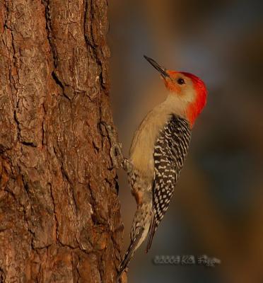 030406 Red-Bellied Woodpecker