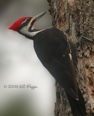 012906 Male Pileated