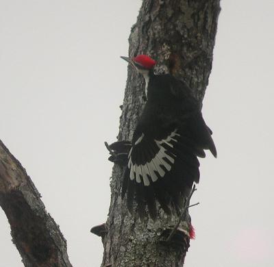 012906 Male Pileated Woodpecker