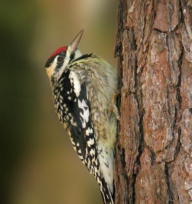 111205 Female Yellow-Bellied Sapsucker