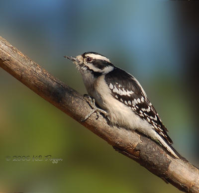 022606 Downy Woodpecker