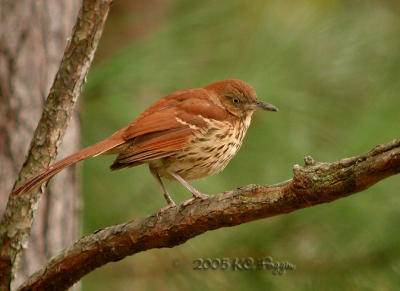 112005 Brown Thrasher