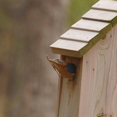 Eastern Bluebird