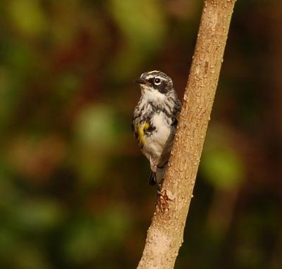 Yellow-Rumped Warbler - Myrtle Warbler