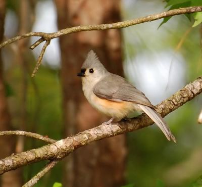 042106 Tufted Titmouse