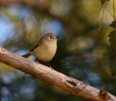 Ruby-crowned Kinglet