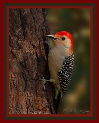 120807 Red-bellied Woodpecker