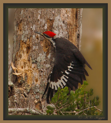 121507 Pileated