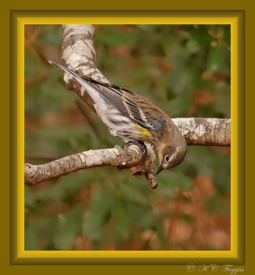121507 Yellow-Rumped Warbler