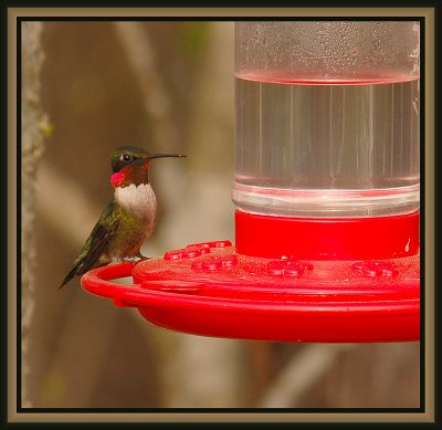 032808 Adult Ruby-throated Hummer