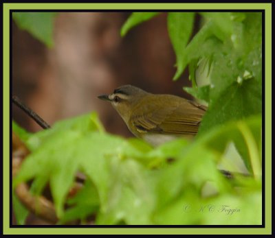 042208 Red-Eyed  Vireo