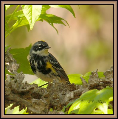 041908 Yellow-Rumped Warbler