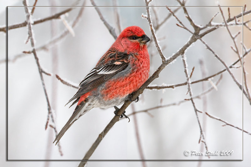 Pine-Grosbreak-.jpg