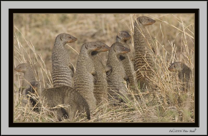 Banded Mongoose.jpg