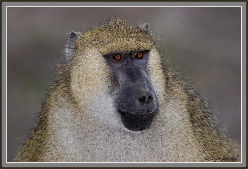 Baboon.jpg