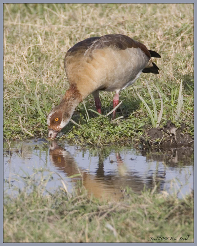 Egyptian Goose.jpg