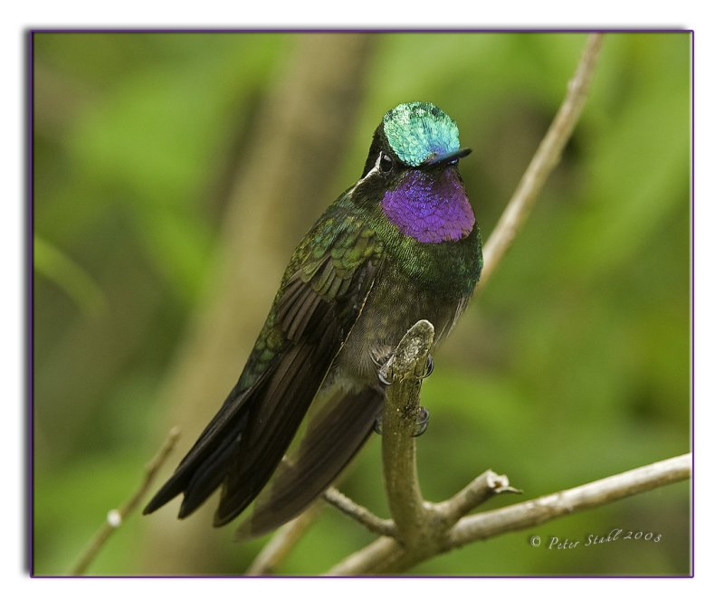 Purple throated Mountain Gem.jpg