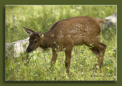 Baby Elk.jpg