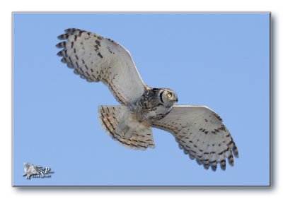 great-horned-owl-wings-out.jpg