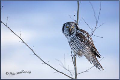 Hawk owl evening.2 jpg
