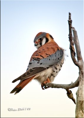 Kestral-Male.jpg