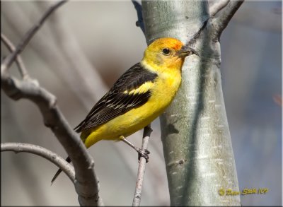 Western-Tanager-with-fishfly.jpg