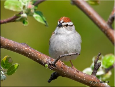 Chipping-Sparrow.jpg