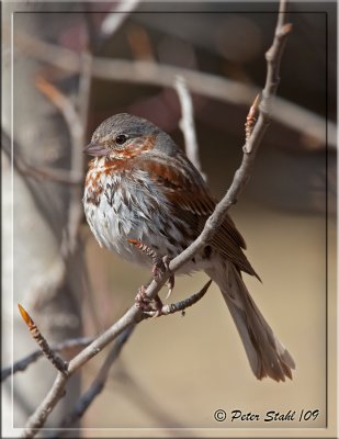 Fox-Sparrow.jpg