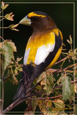 Evening-Grosbeak-Male.jpg