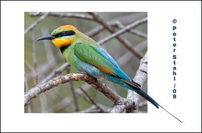 Rainbow-bee-eater.jpg