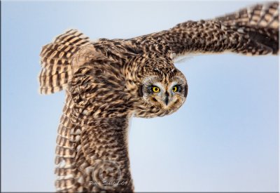 short-eared-owl.jpg