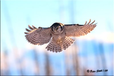 Northern-Hawk-Owl.jpg