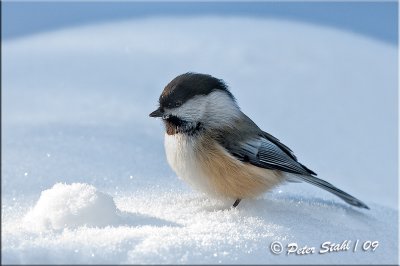 CHICKADEE.jpg